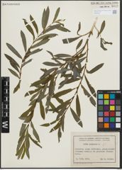 Foto von Salix purpurea L.